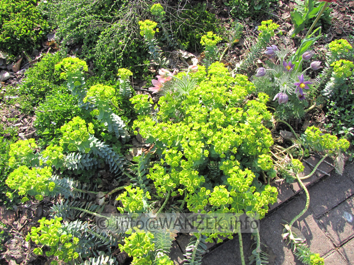 Euphorbia myrsinitis - bluehend an Wegrand.JPG